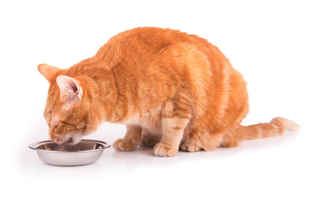 cat eating raw food for sensitive stomach